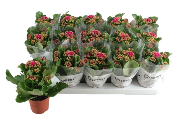 Kalanchoe Calandiva Eliana