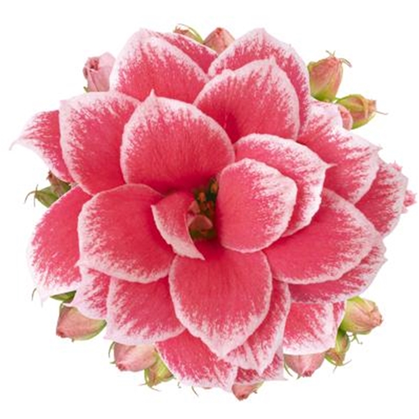 Kalanchoe Calandiva Esme Queen