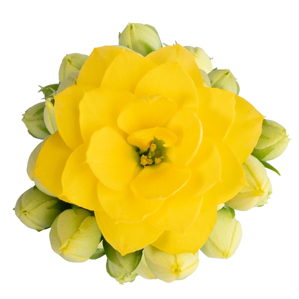 Kalanchoe Calandiva Ruth Gelb Queen