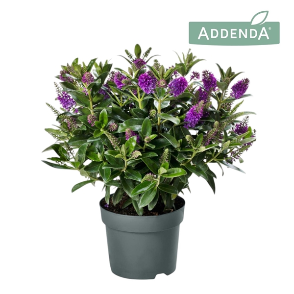 HebeDonna® Addenda® Emma®