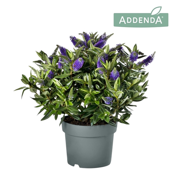 HebeDonna® Addenda® Britta®