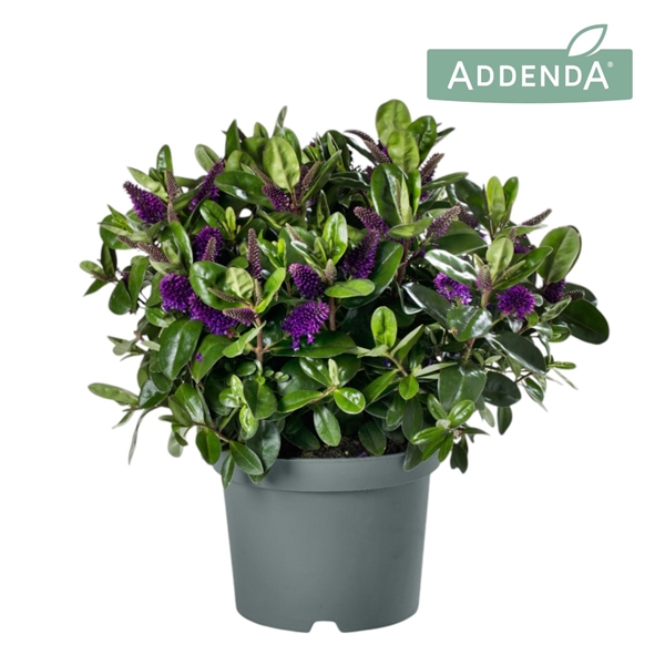 HebeDonna® Addenda® Alexa@