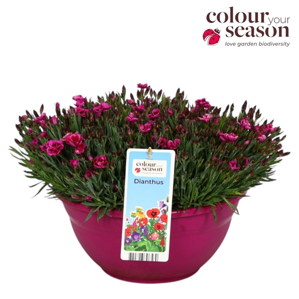 Dianthus Picture Perfect Schale