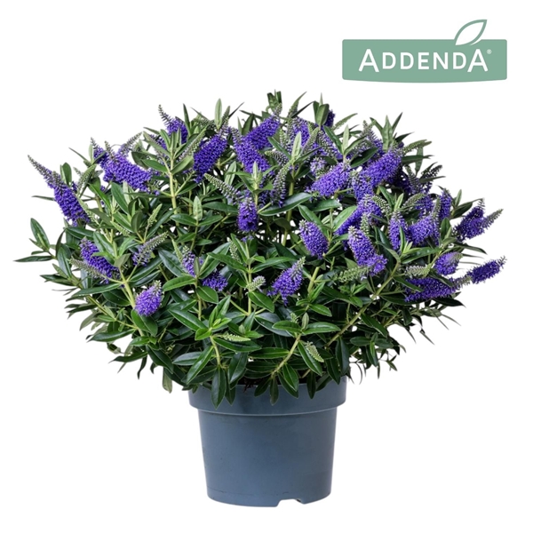 Hebe Addenda® Donna® Blue P19
