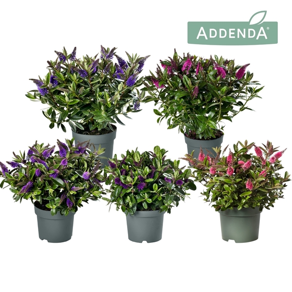 Hebe Veronica Mixlage