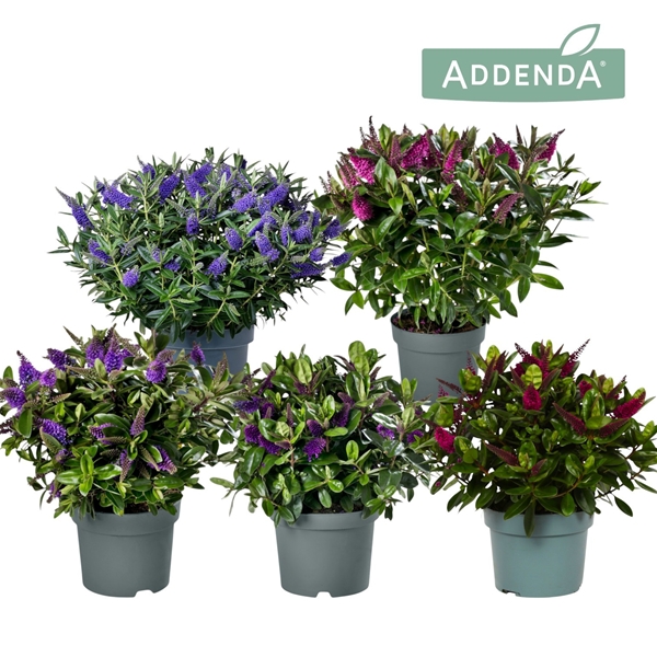 Hebe Veronica Mixlage