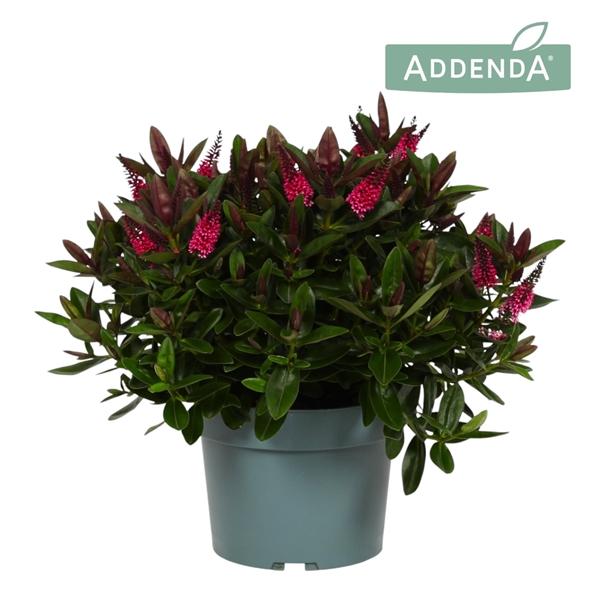 Hebe Veronica Donna Pink