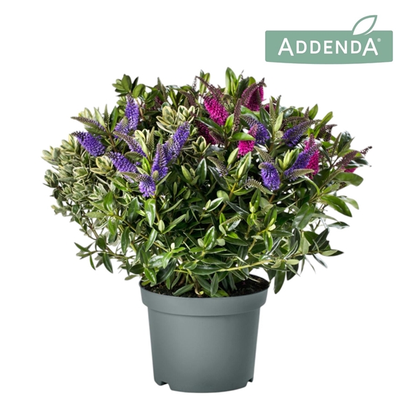 Hebe Veronica Trio