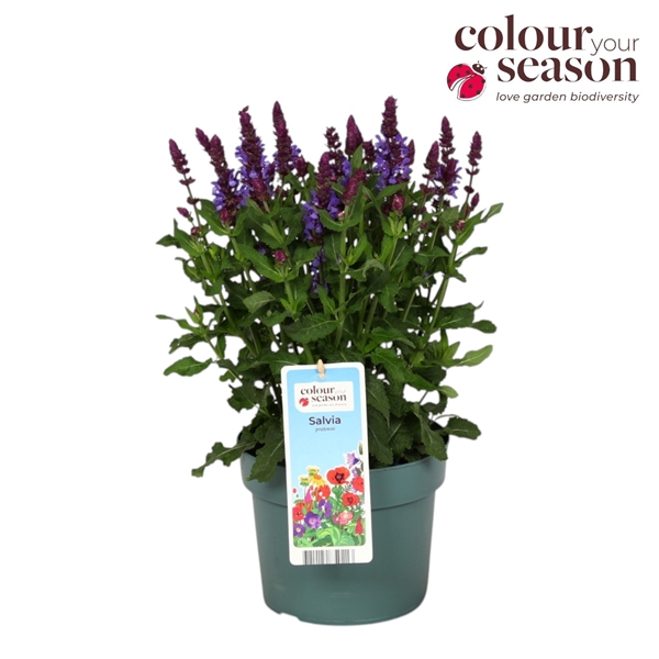 Salvia Marvel Blue 