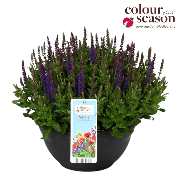 Salvia Nemorosa Compact Blue Schale