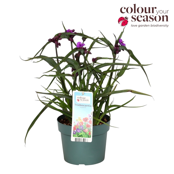 Tradescantia Brainstrom 