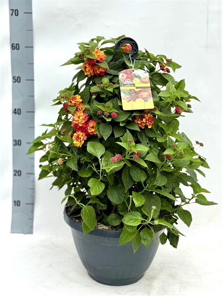 Lantana Ampel