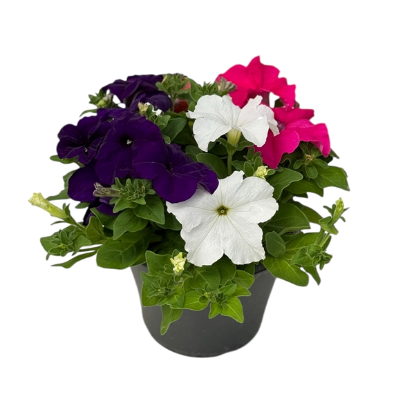 Petunia Tricolor 3pp