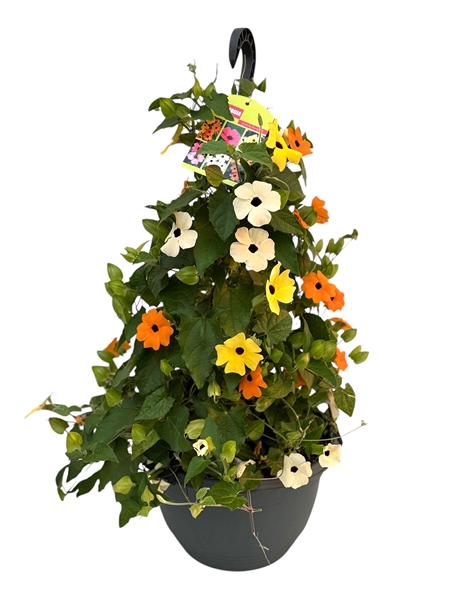 Thunbergia Alata Tricolor Ampel