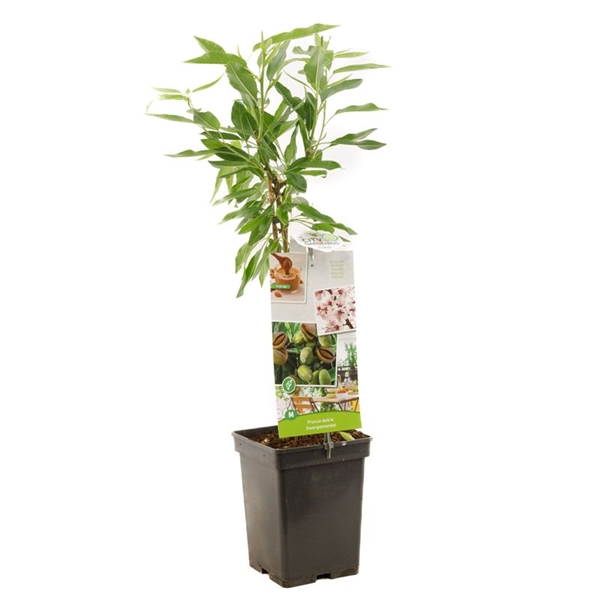 Prunus Dulcis Dwergamandel Braun Mandel