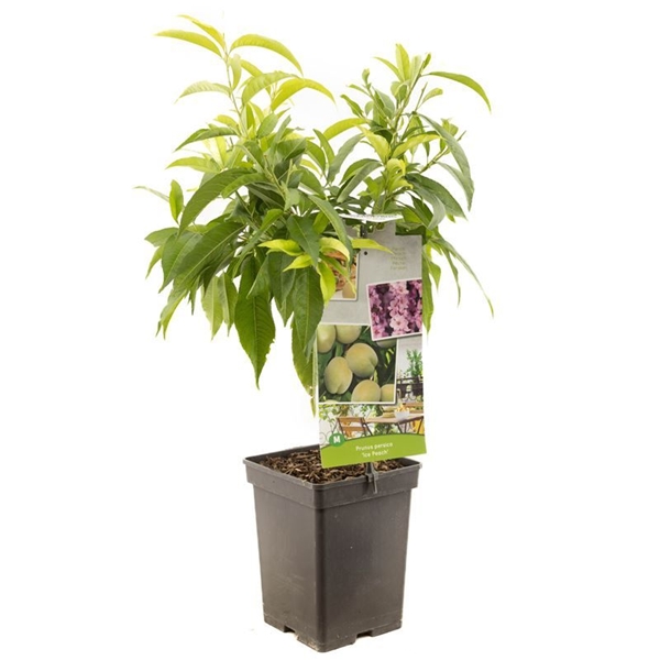 Prunus Persica Ice Peach Weiss Pfirsich