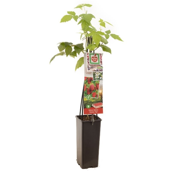 Rubus Idaeus Himbo Rot Himbeere
