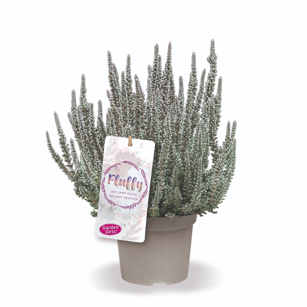 Calluna Vulgaris Fluffy