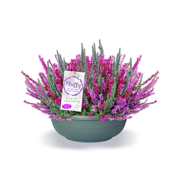 Calluna Vulgaris Fluffy Lönneby Twister Schale