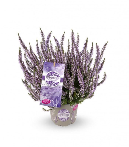 Calluna Vulgaris Herbstlavendel