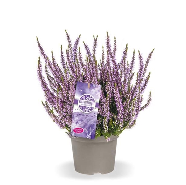 Calluna Vulgaris Herbstlavendel