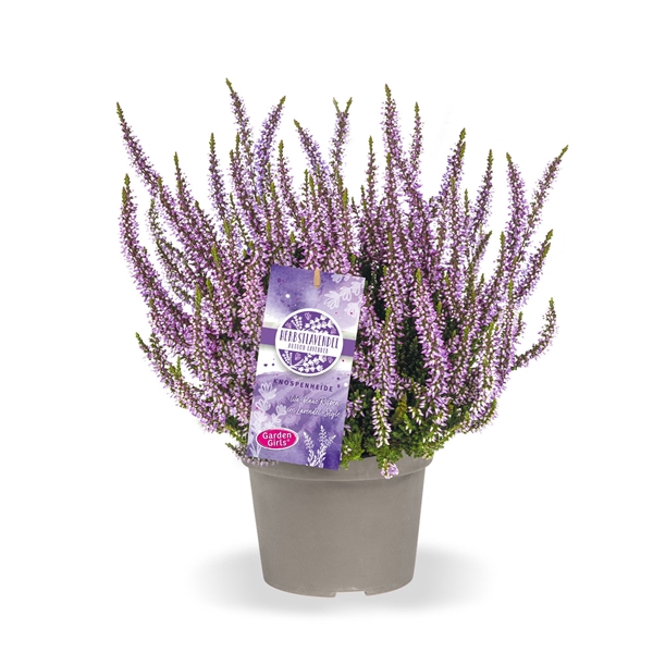 Calluna Vulgaris Herbstlavendel
