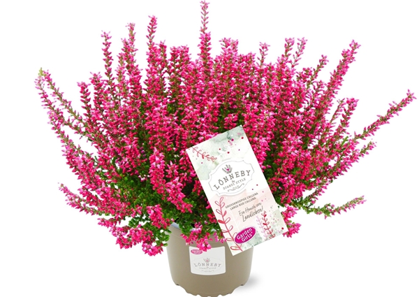 Calluna Vulgaris Lönneby