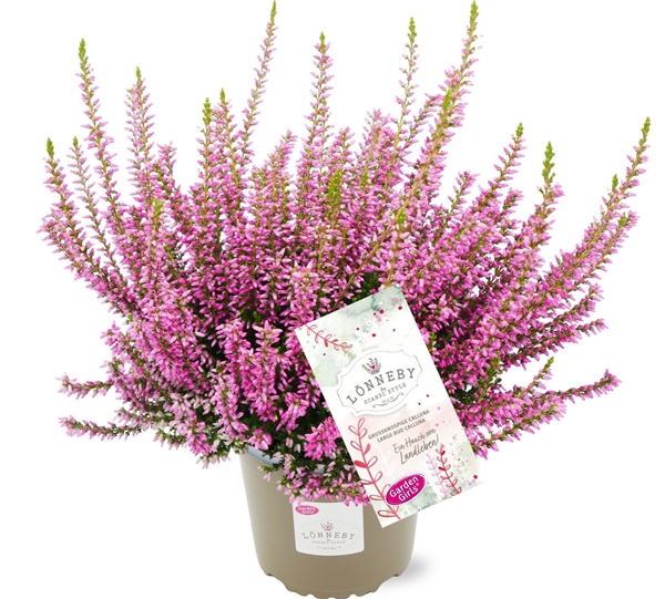 Calluna Vulgaris Lönneby
