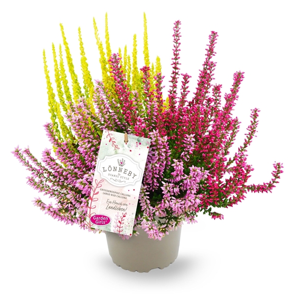 Calluna Vulgaris Trio Girls Lönneby