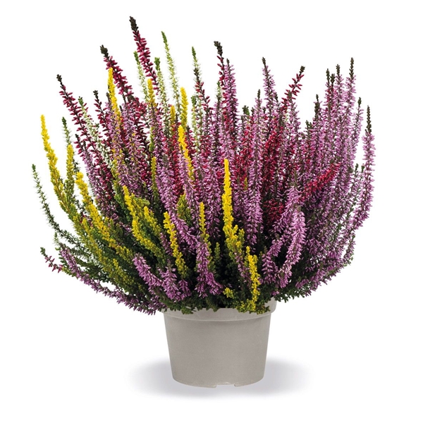 Calluna Vulgaris Quattro Girls