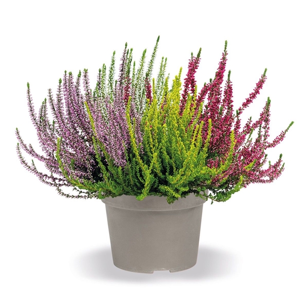 Calluna Vulgaris Quattro Girls