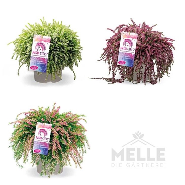 Calluna Vulgaris Garden Girls Rasta Mix