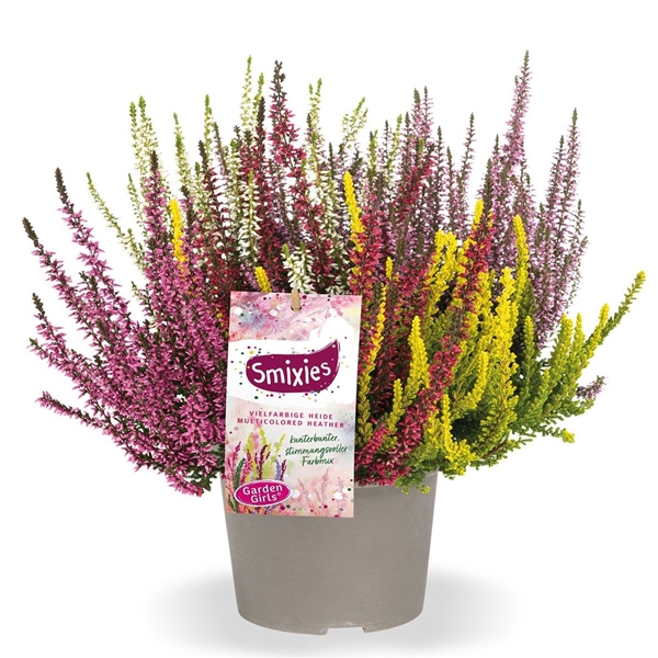 Calluna Vulgaris Smixies