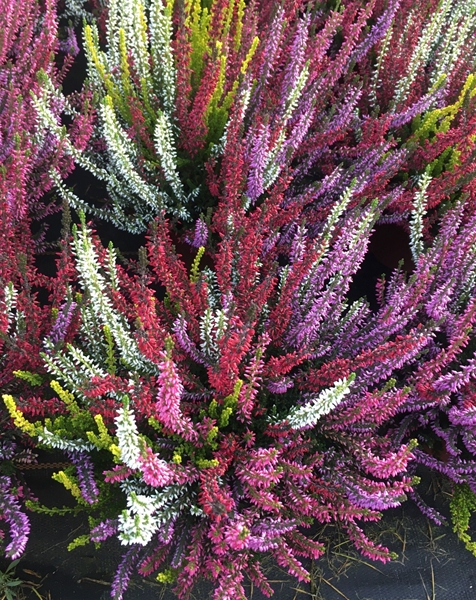 Calluna Vulgaris Smixies