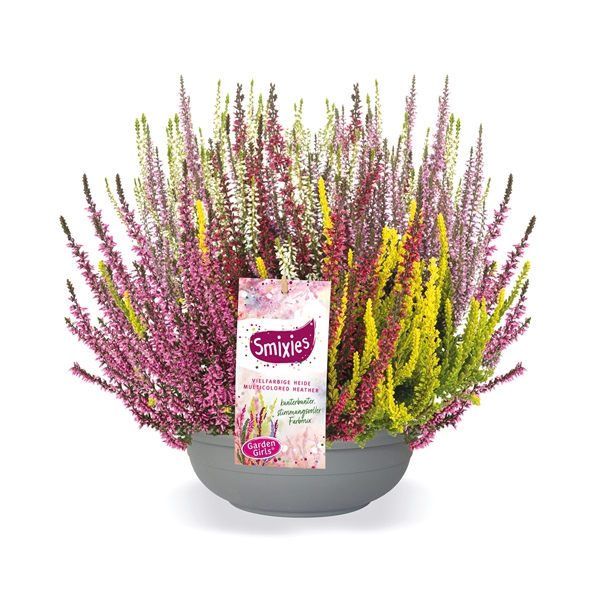 Calluna Vulgaris Smixies XXL