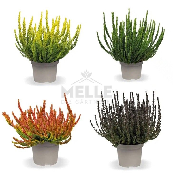 Calluna Vulgaris Sunset Girls