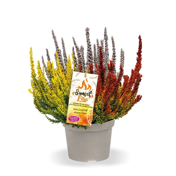 Calluna Vulgaris Sunset Fire