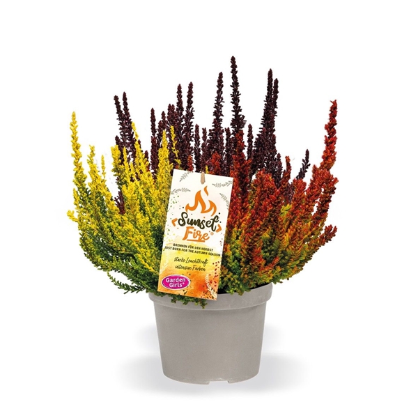 Calluna Vulgaris Sunset Fire