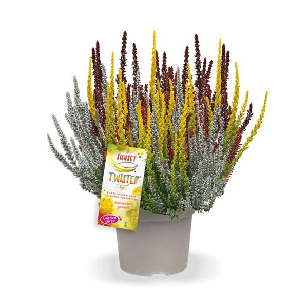 Calluna Vulgaris Sunset Twister