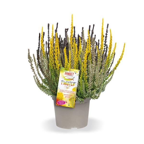 Calluna Vulgaris Sunset Twister 