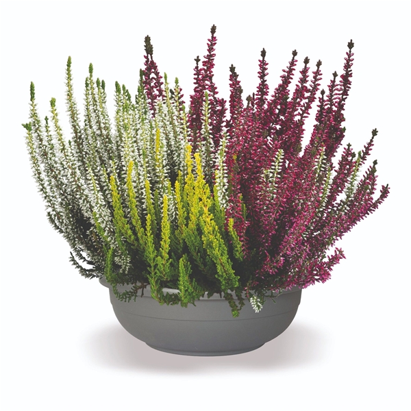 Calluna Vulgaris Trio Girls Schale