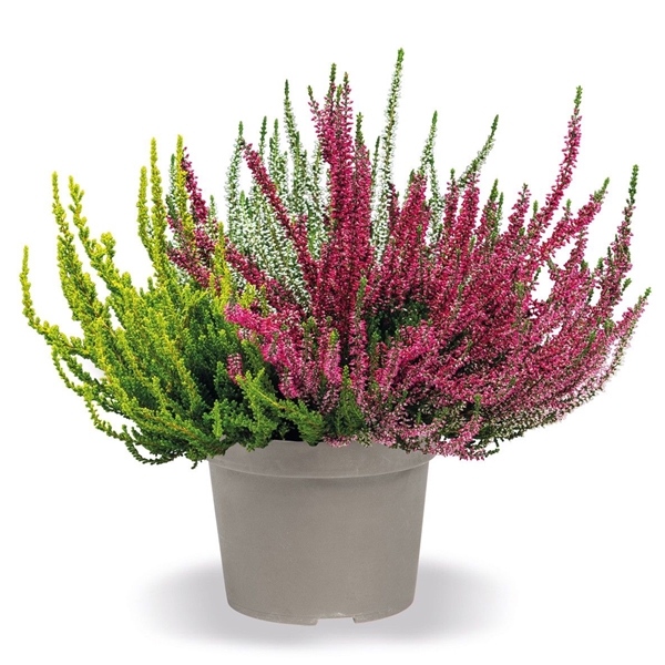 Calluna Vulgaris Trio Girls