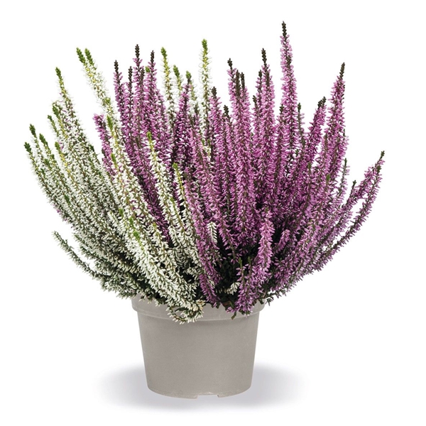 Calluna Vulgaris Twingirls