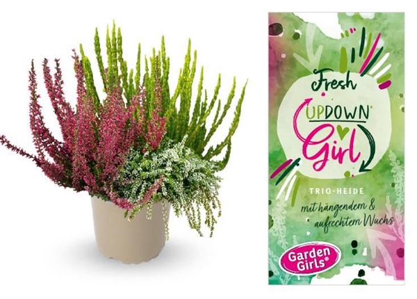 Calluna Vulgaris Up Down Girl