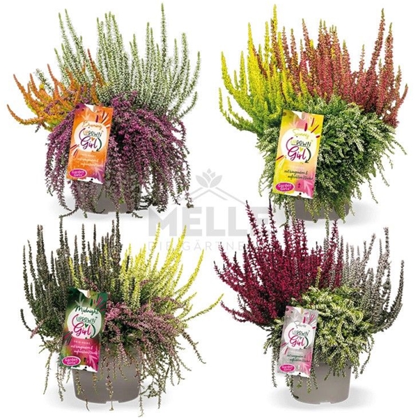 Calluna Vulgaris Up Down Girl Mix