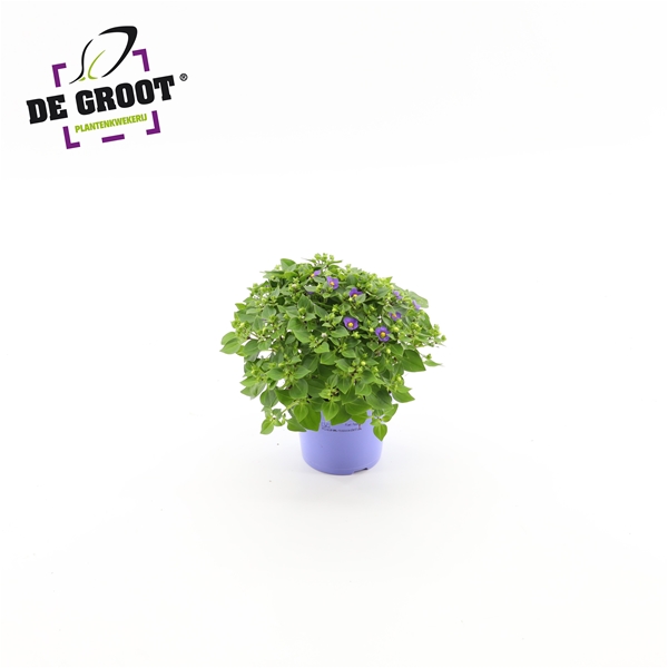 Exacum Affine Blue Star