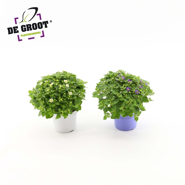 Exacum Affine Mix