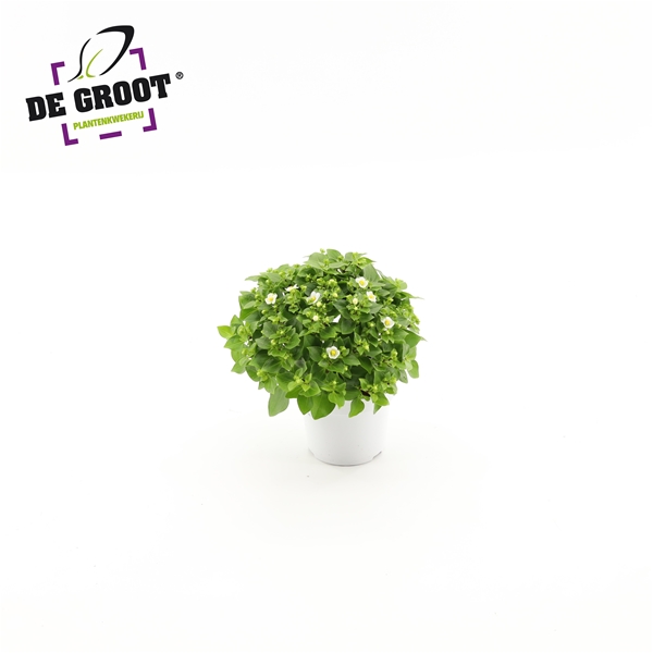Exacum affine 