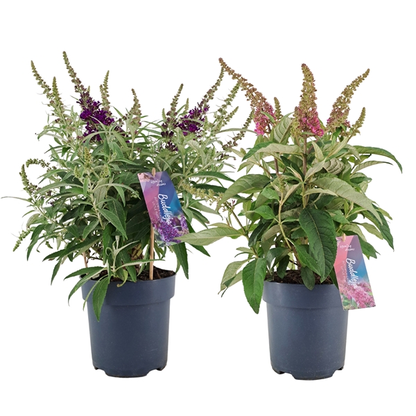 Buddleja Candy Mixlage