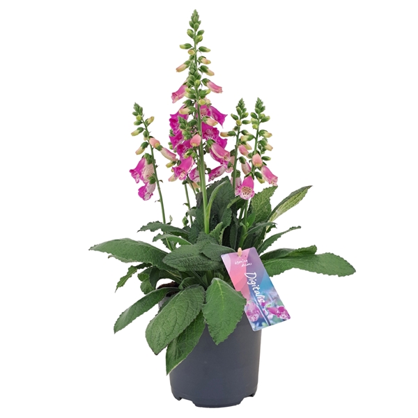 Digitalis Panther Pink